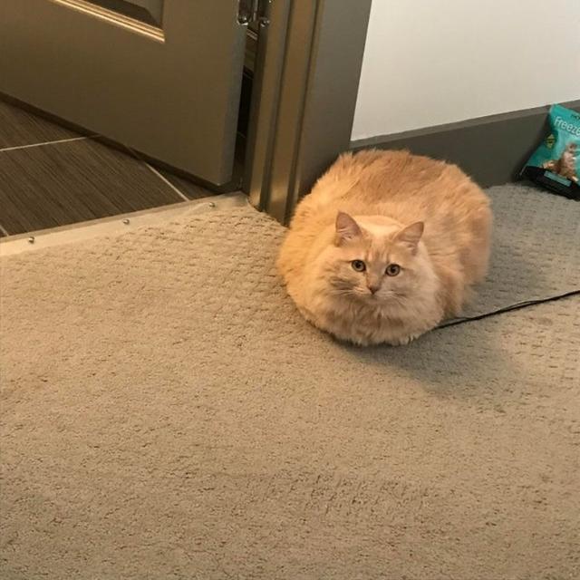 知乎日报